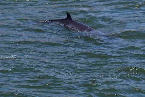 Minke whale spotted in Montreal