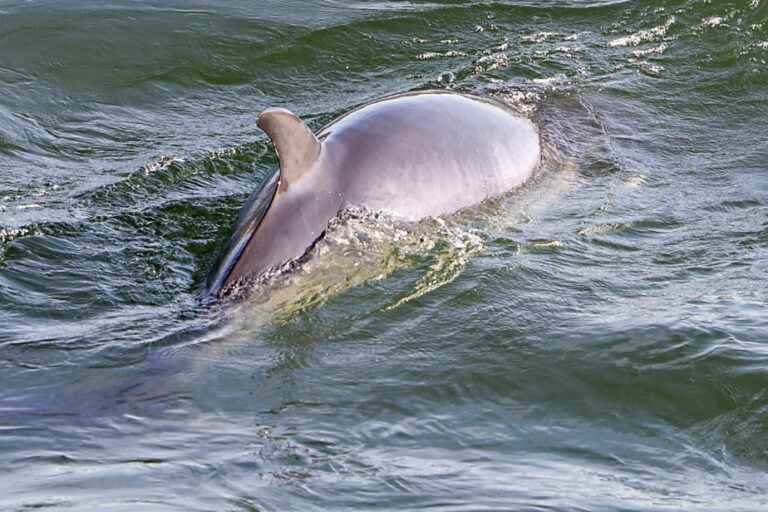 Minke whale spotted near Île Sainte-Hélène