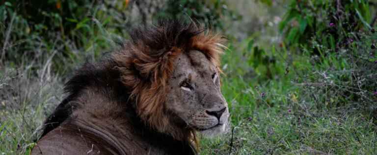 Mistaken for a lion, a bag creates panic in a village in Kenya