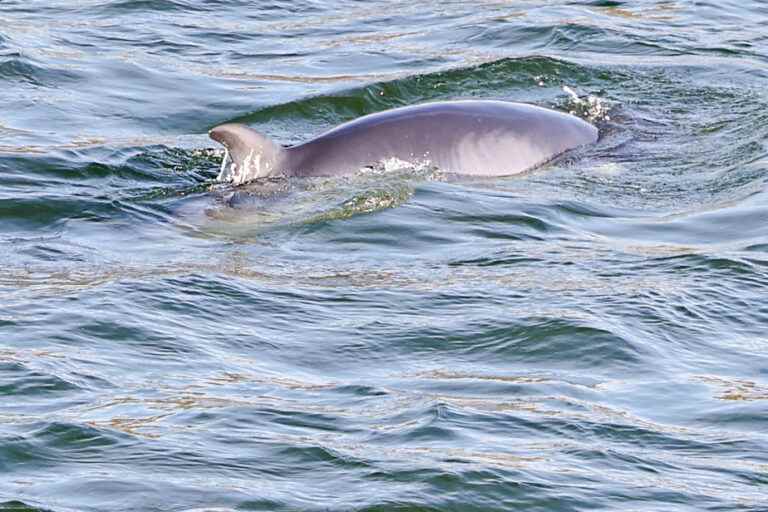 Montreal |  ‘Lost’ minke whales haven’t been seen since Sunday