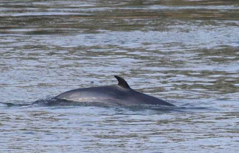 Montreal’s second minke whale threatened by boating