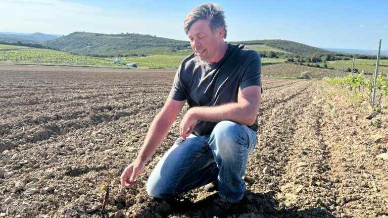 More disease-resistant grape varieties, planted by the AOP Faugères winegrowers