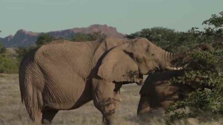 Namibia: the sale of elephants at auction is controversial