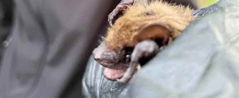 Nearly 100 bats rescued then released