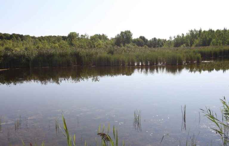 [Opinion] Ottawa must act to save Montreal’s last wetlands