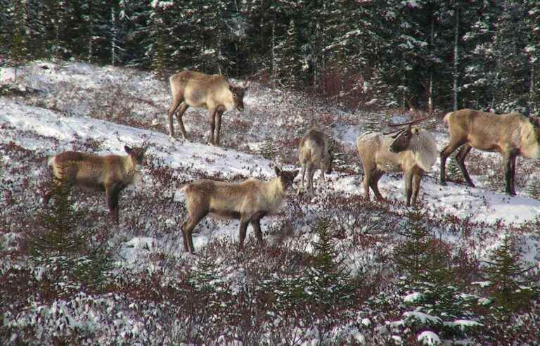 [Opinion] Saving caribou with forest carbon