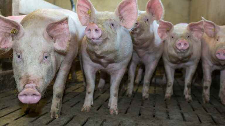 Plan to expand piggery to 9,000 animals raises concerns in Sud-Berry