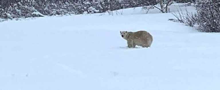 Polar bear on the run “neutralized” in Gaspésie