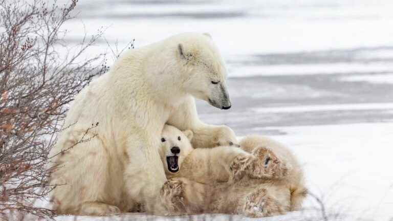 Polar bear spotted in southern Canada, extremely rare phenomenon