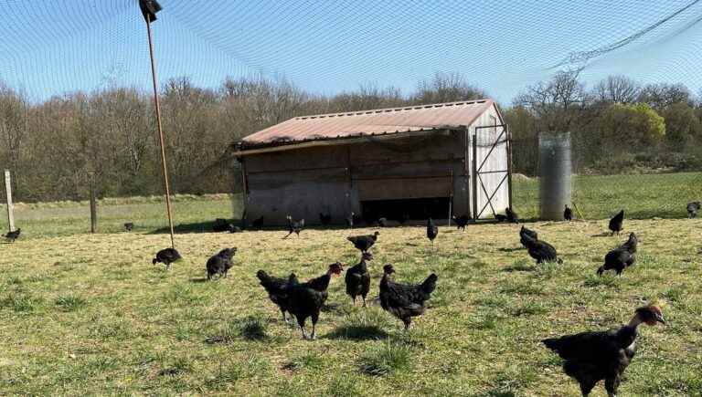 Poultry from Dau Chin Gâté Farm