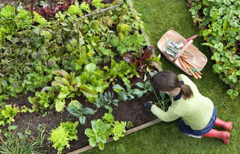 Practical guide to creating your vegetable garden