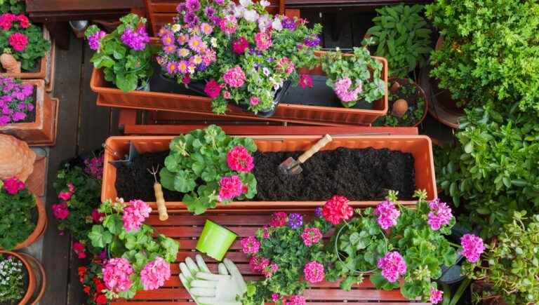 Prepare your geraniums with our expert Etienne Wirth