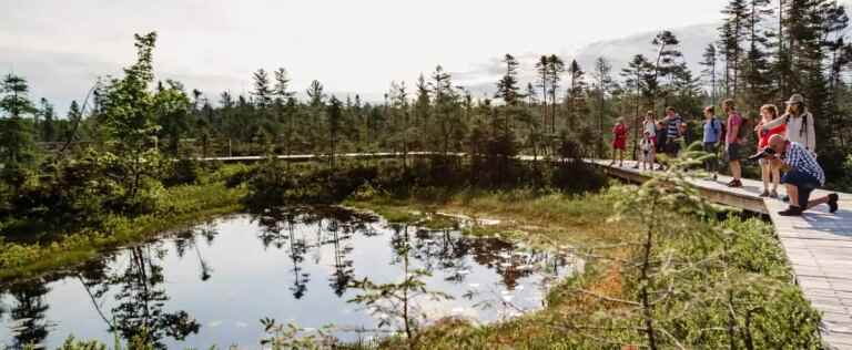 Protection of a peat bog: the City of Lévis calls on the Ministry of the Environment