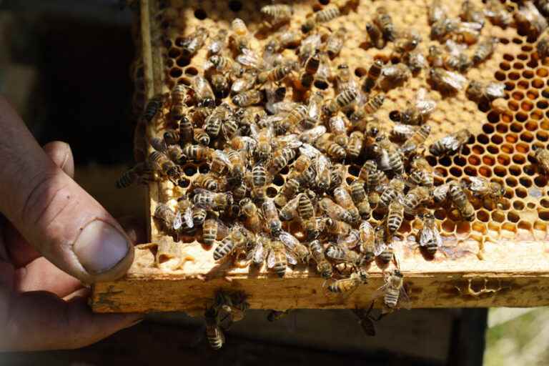 Record loss of bees in Quebec |  Beekeepers call for help