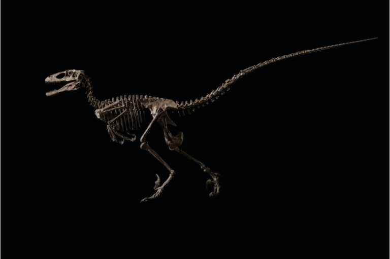 Records at auction in New York and a dinosaur sold for 12 million