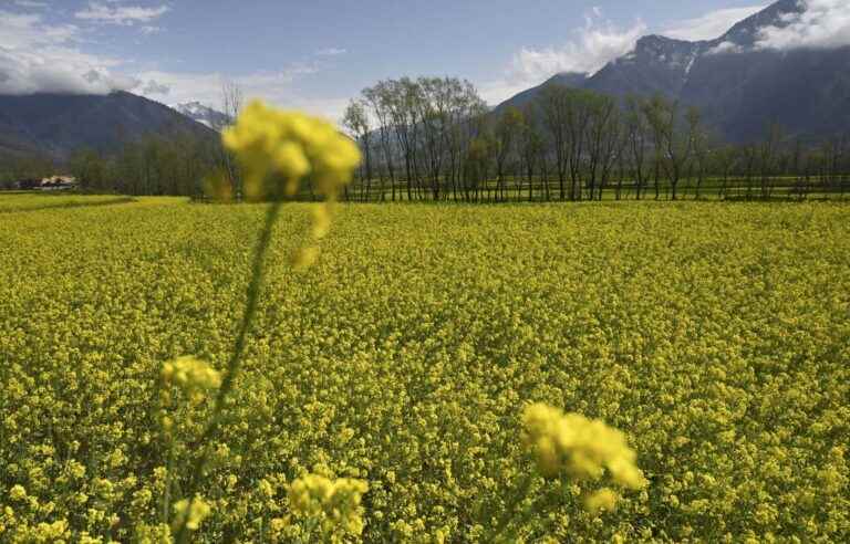 Rising cost of mustard expected in Canada