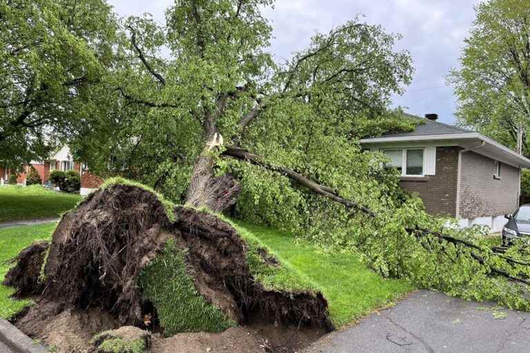 Severe thunderstorm alert in Quebec |  More than 400,000 homes without electricity