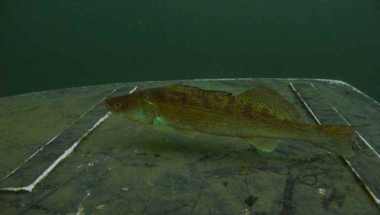 Should pike-perch fishing be closed?