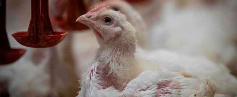 Small Estrie poultry producers worried about avian flu