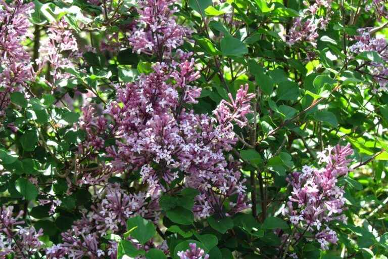 Small lilacs with big ambitions