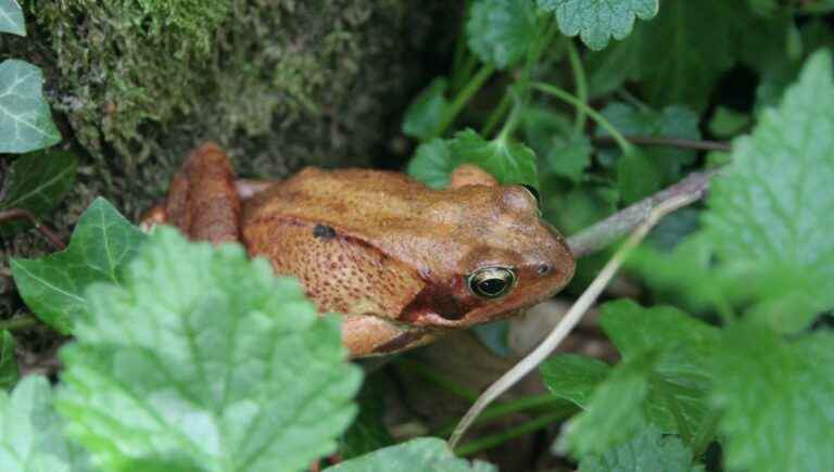 Stroll in Haute-Loire with Solenne Muller known as Madame Grenouille