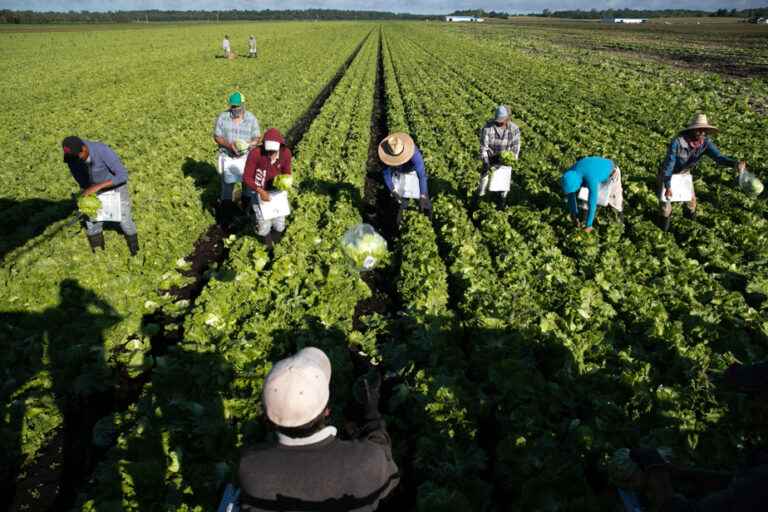 Temporary agricultural labor |  Closed permits bully low-wage foreign workers