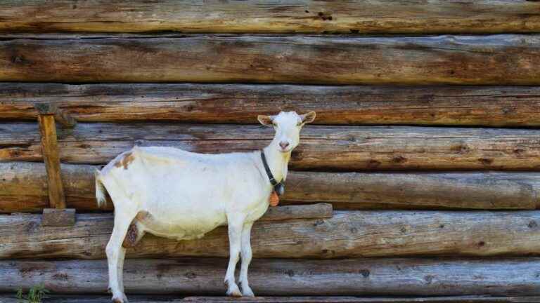 Ten firefighters save a goat that fell into a well in Indre-et-Loire