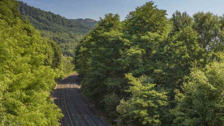 The Bruche Valley celebrates trees and wood with Printemps de la Forêt