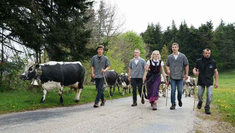 The Transhumance of the beasts of the Buchwald farm-inn this weekend