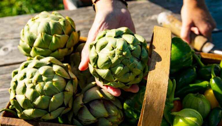 The artichoke can be eaten on France Bleu Alsace