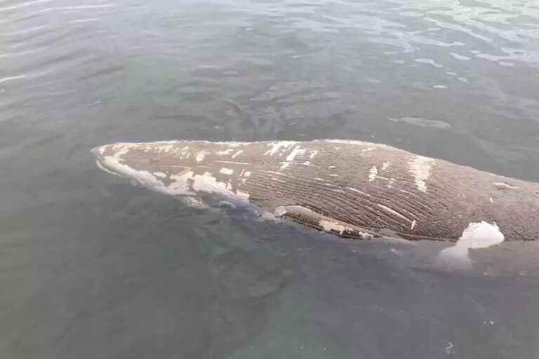 The carcass of the minke whale has been recovered and will be studied