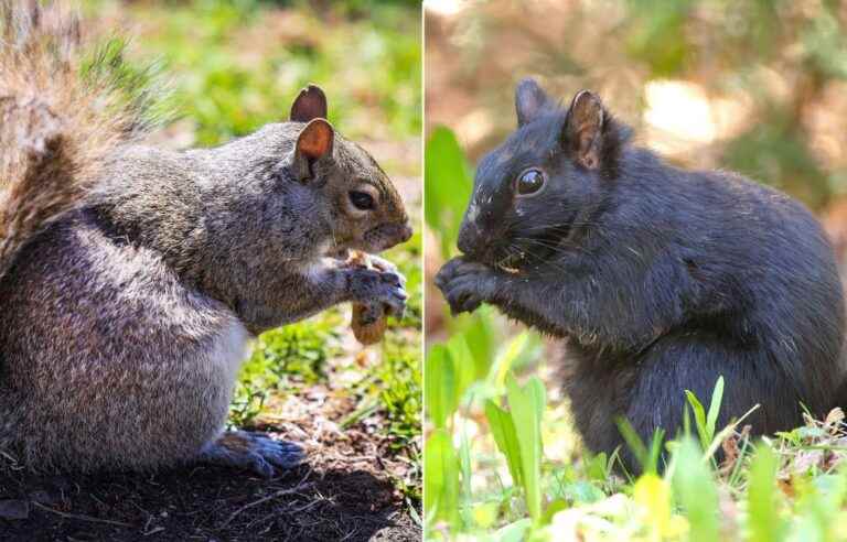 The coat color of gray squirrels varies