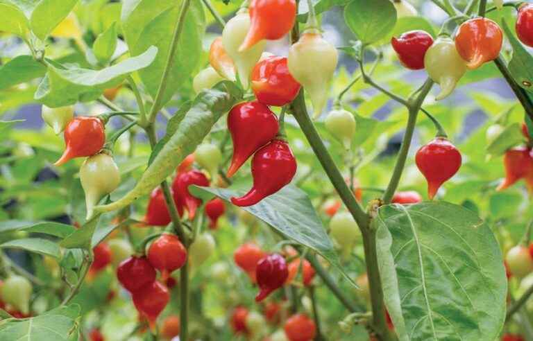 The flavors of Quebec in his vegetable garden