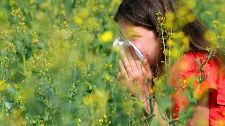 “The grasses do not bridge”, warns the National Aerobiological Surveillance Network