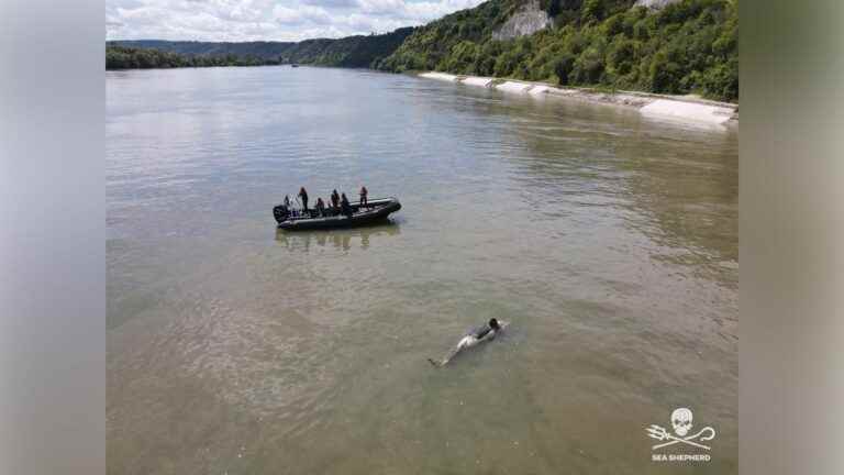 The killer whale stranded in the Seine found dead