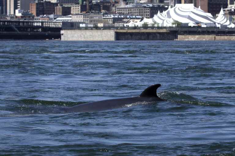 The minke whale moved near Île Sainte-Hélène