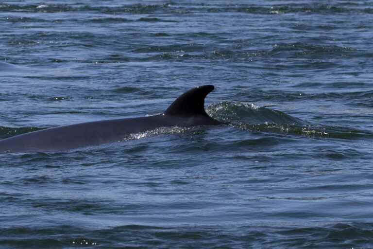 The minke whale still in Montreal, risking its life