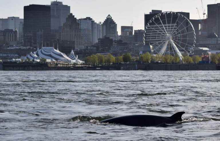 The minke whale stubbornly stays in Montreal