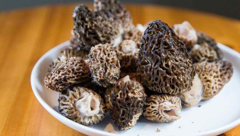 The morel is out.  Collection, preparation, recipe, but beware of morels