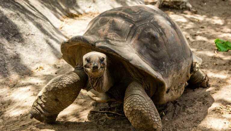 The oldest land animal on the planet is a turtle, how old can this turtle be?