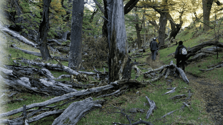 The oldest tree in the world is a Chilean cypress over 5,000 years old, according to the work of a CNRS researcher