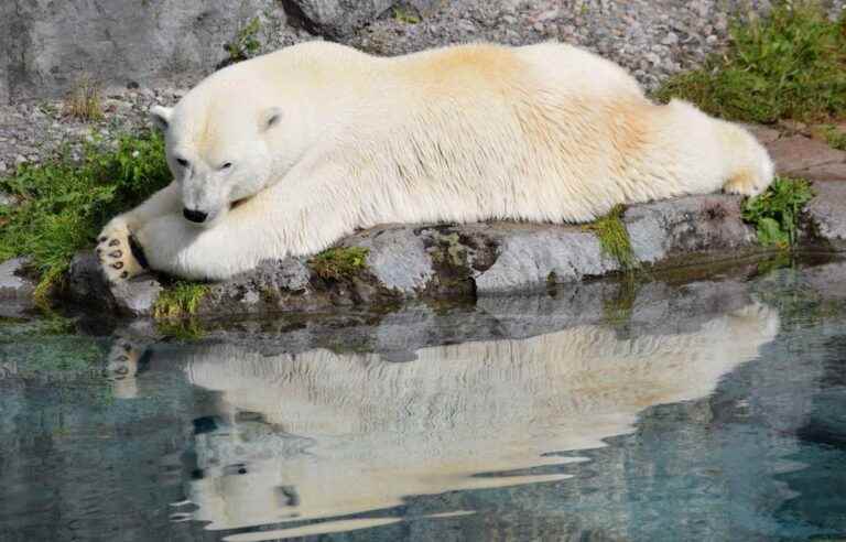 The polar bear lost in Gaspésie, a symbol of the climate crisis?