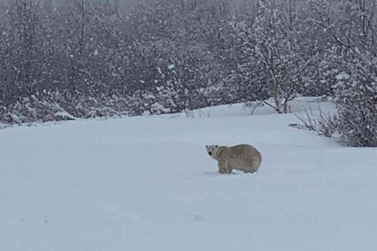 The polar bear seen in the Gaspé finally shot down