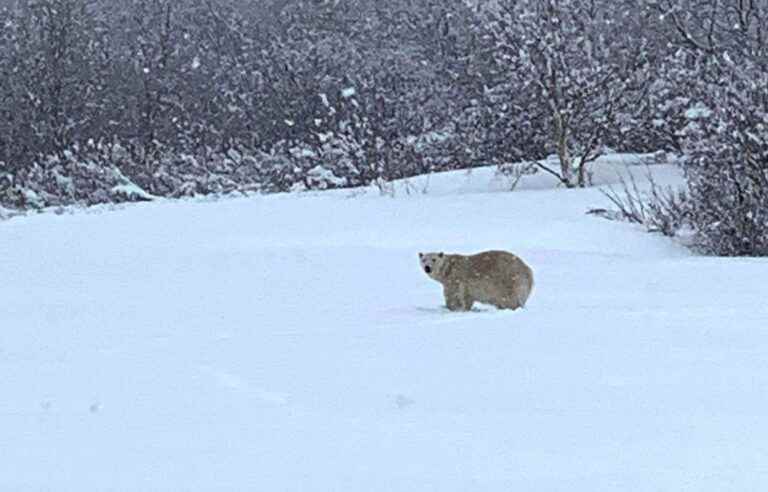 The polar bear was killed in Haute-Gaspésie