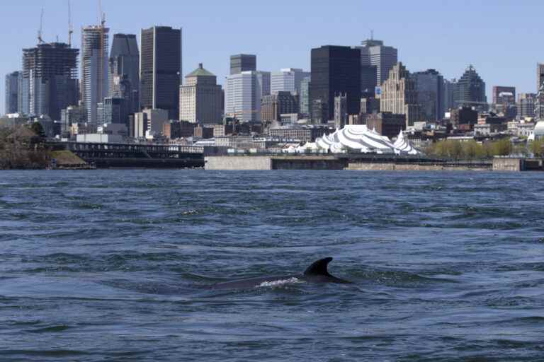 The two minke whales are still swimming in the waters of Montreal