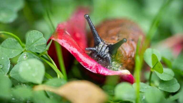 There are snails that have no luck and for them it turns out badly