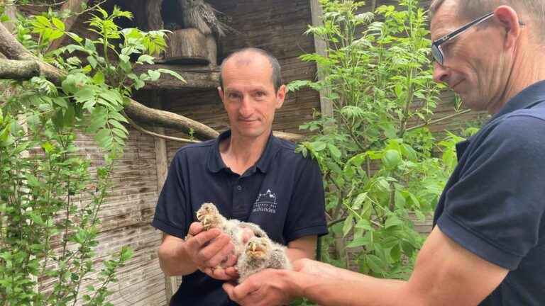 Three baby Ural owls will leave the Dordogne for the German forests