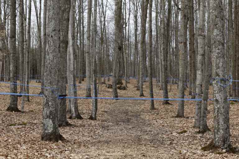 Tough competition for sugar maples in public forests