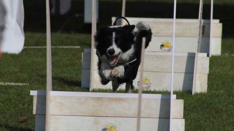 Two dogs from Mayenne, Jaguar and Nod, participate with their mistress in the flyball world championship