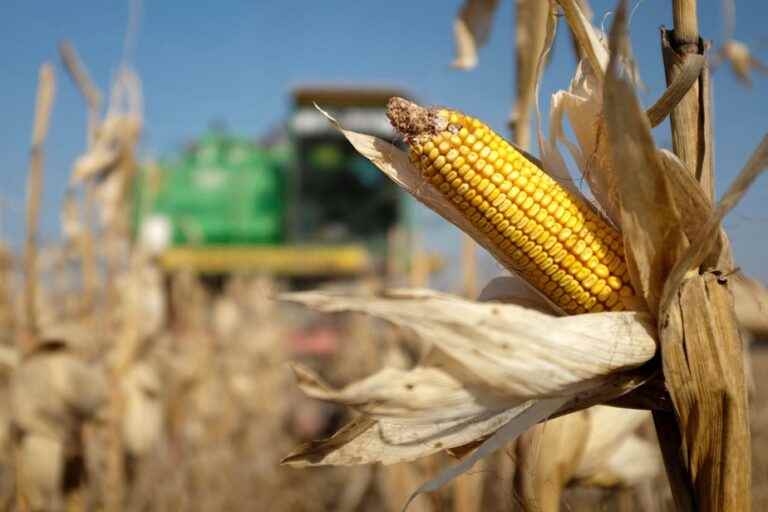 Ukrainian corn production will fall by more than half